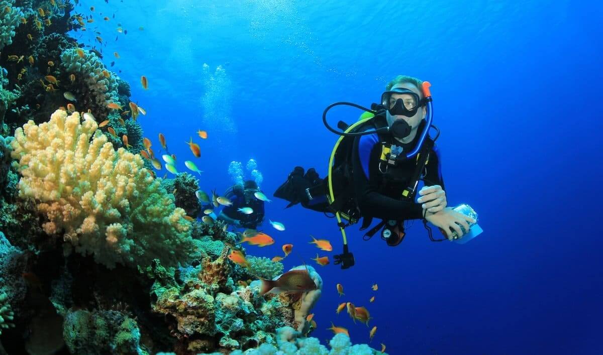 biota bawah laut raja ampat
